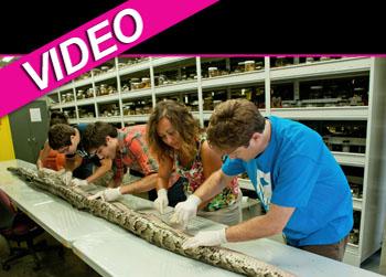 //large python caught landov