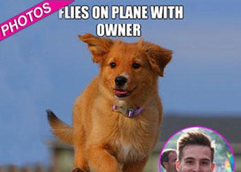 //photogenic puppy quickmeme