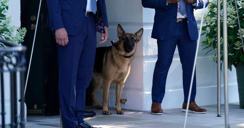 joe biden watched his dog attack secret service agents leaked document