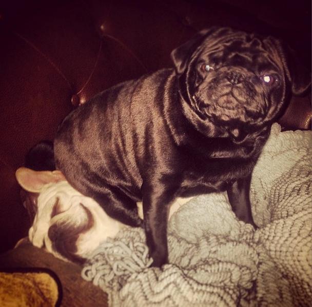 //chelsea houska_pug_