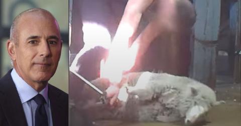 Split photo of Matt Lauer, sheep