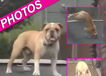 //mudd bulldog jumps trampoline