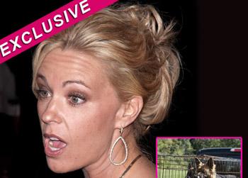 //pp_katedogsblame_wenn