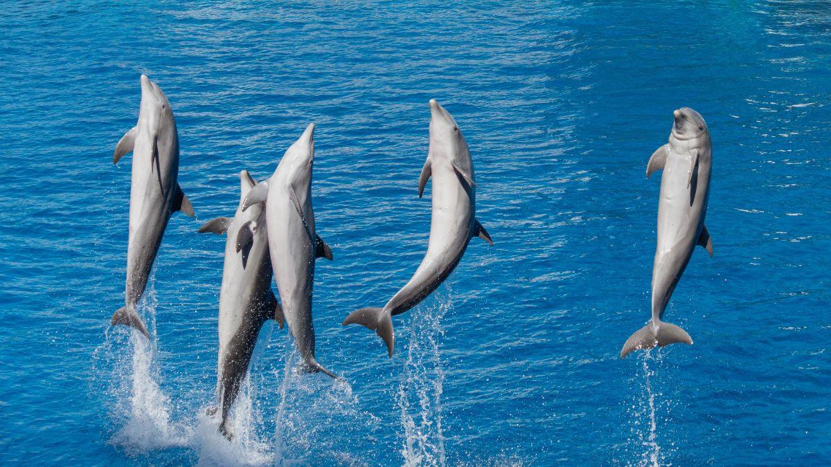 The U.S. Navy has trained dolphins and sea lions since 1959 to help detect mines and guard against underwater threats.