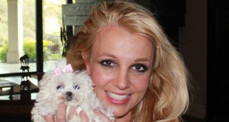 //pp_square_britney_newpup