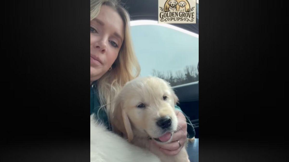 Anna Duggar owns Golden Groves Pups LLC. 