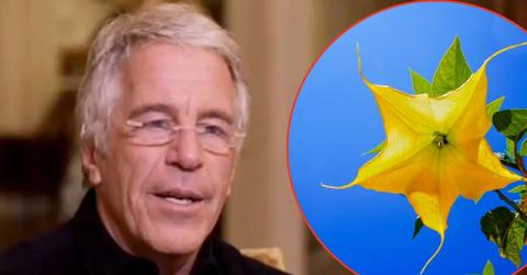 Photo of Jeffrey Epstein and Angel's trumpet