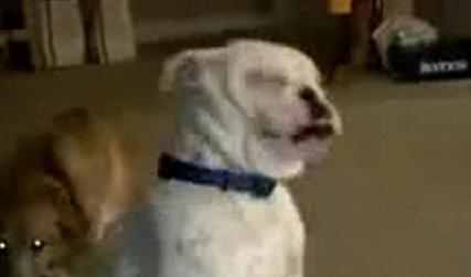 //deaf bulldog dances