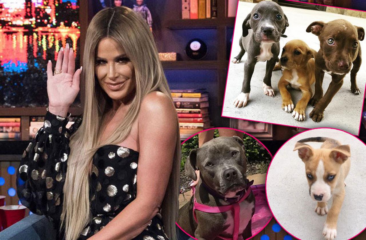 kim zolciak animal control visit kash biermann dog bite