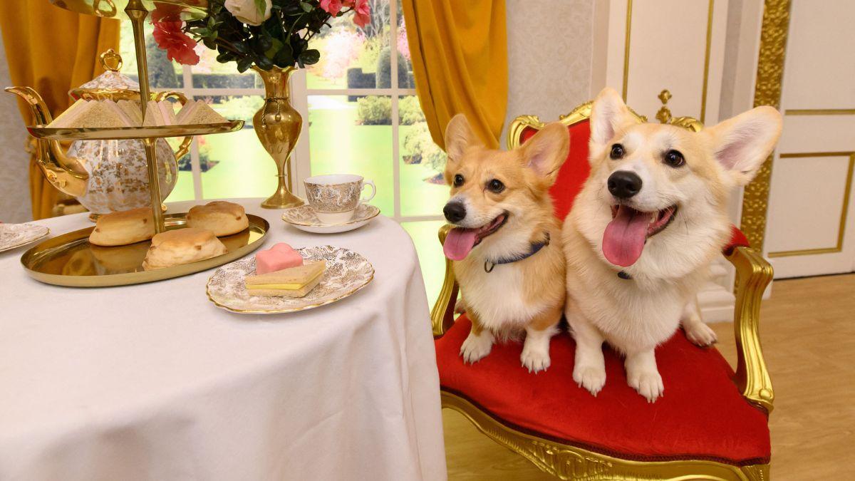 Photo of wax figures of royal corgis