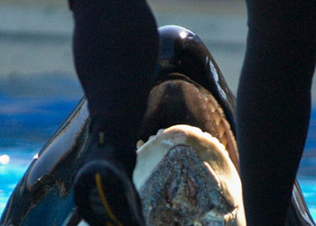 //hurt killer whale peta