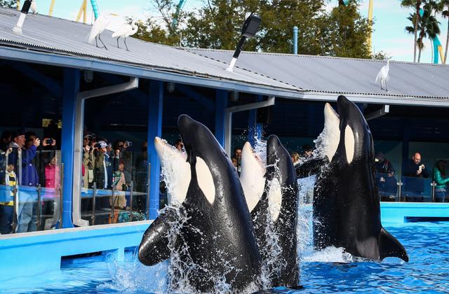 //former sea world trainer blasts park for whale abuse pp