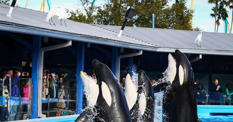 //former sea world trainer blasts park for whale abuse pp