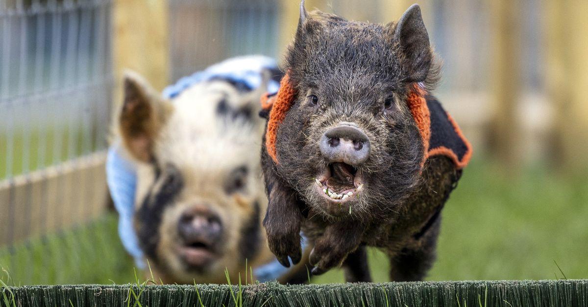 Photo of pigs.