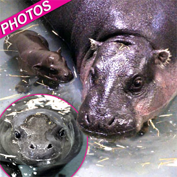//pygmy hippo paddle water