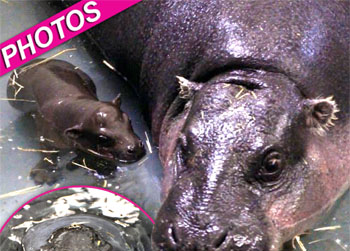 //pygmy hippo paddle water