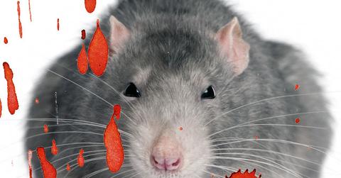 //rats eat grandma pp