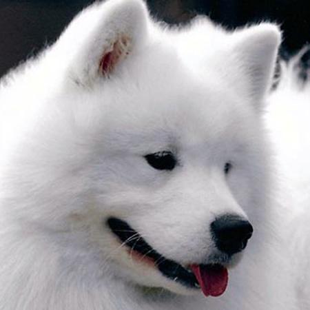 //poisoned dog cruz samoyed