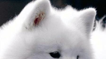 //poisoned dog cruz samoyed
