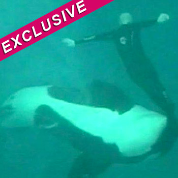 Author Defends Releasing Horrifying Killer Whale Attack Video Claims It Could Prevent Deaths
