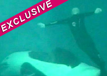 //sea world killer whales attack