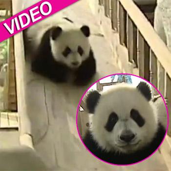 cute baby pandas on a slide