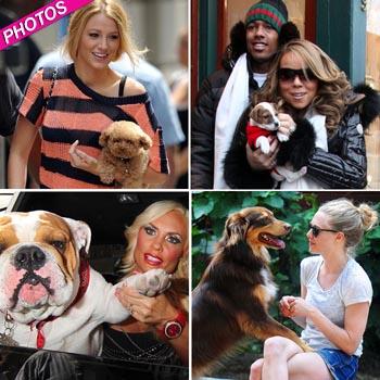 //most adorable celebrity dogs pcn splash