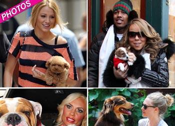 //most adorable celebrity dogs pcn splash