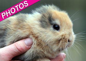 //earless bunny dead germany