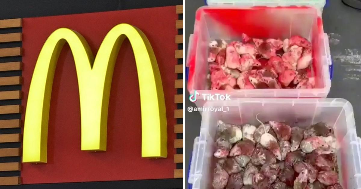 Pro-Palestinian Protester Releases Mice at McDonald's in 'Boycott' of Israel