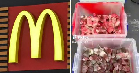 israel protestor releases mice in mcdonalds pp