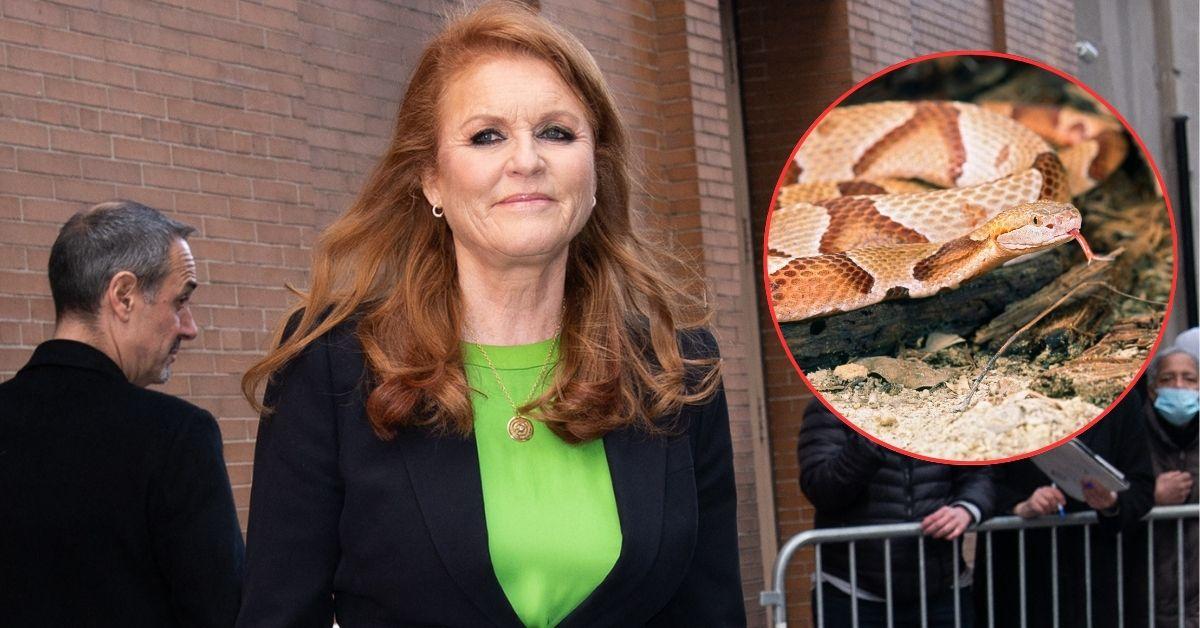 EXCLUSIVE: Radar Reveals the One 'Petrifying' Reason Sarah Ferguson is Intent on Slithering Out of 'Inevitable' Move to Australia