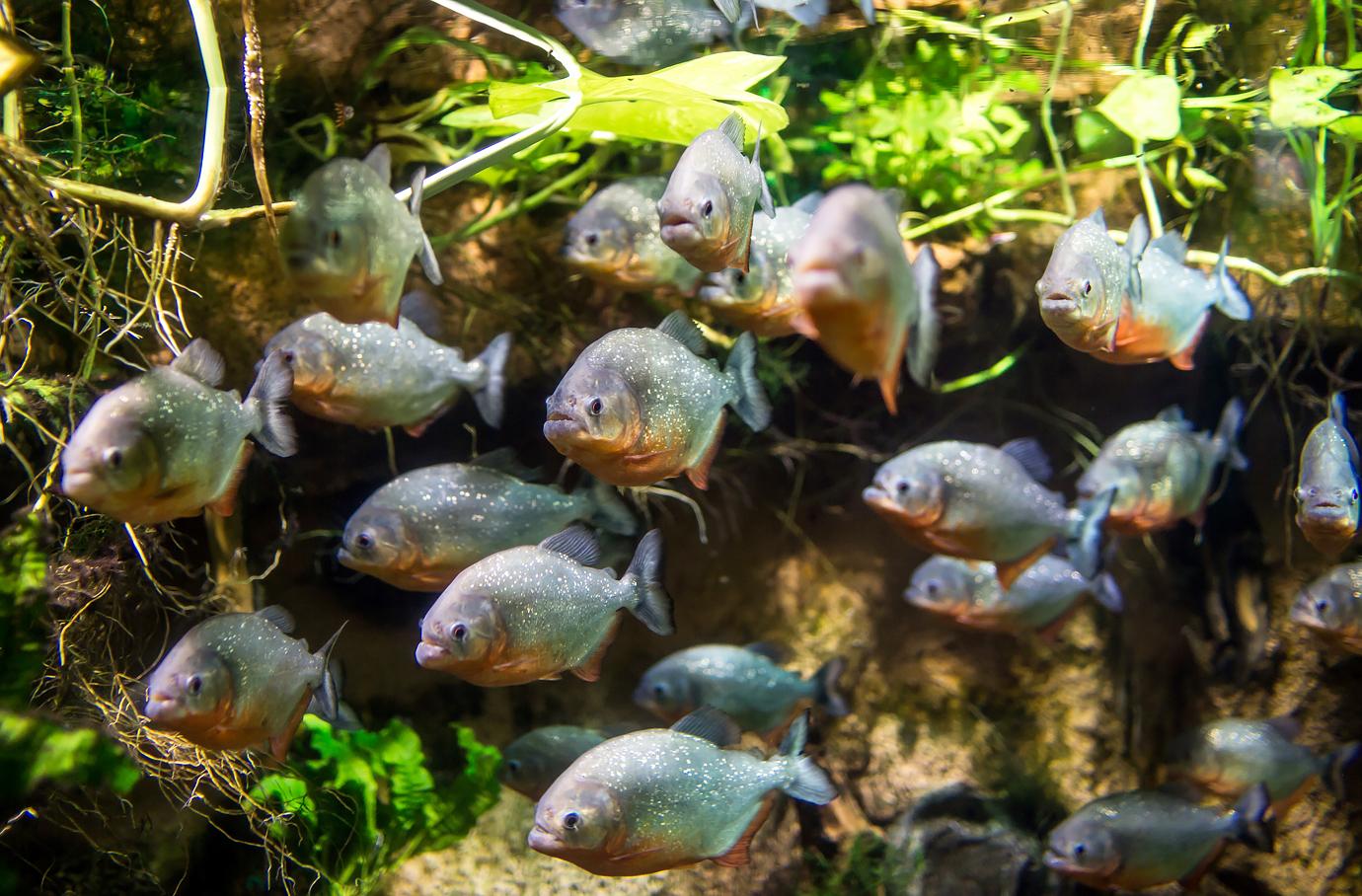 piranha attack photos