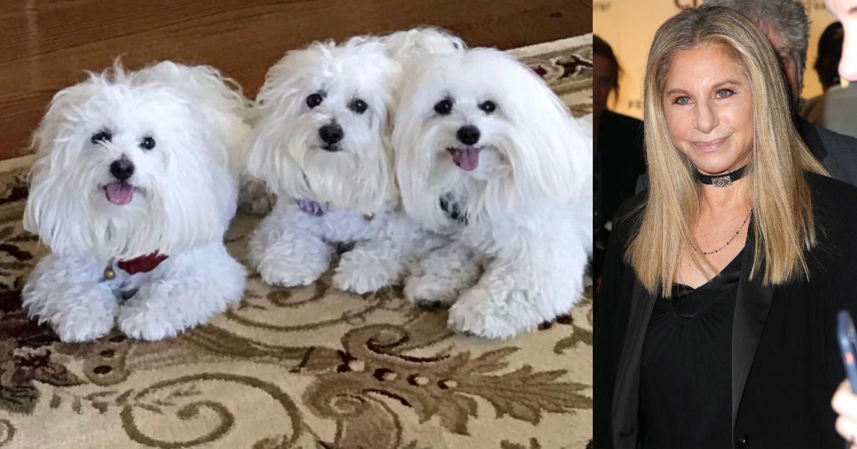 Violet, Scarlett and Fanny are part of Streisand's growing dog family following the cloning of her late pet Samantha.