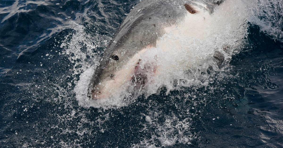 35-Year-Old Man Dies in Shark Attack Off Australia Coast as Region Reels From Third Fatal Encounter in Four Weeks