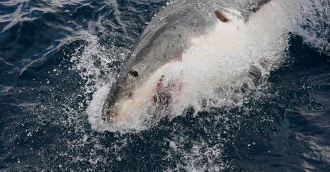 image of a shark