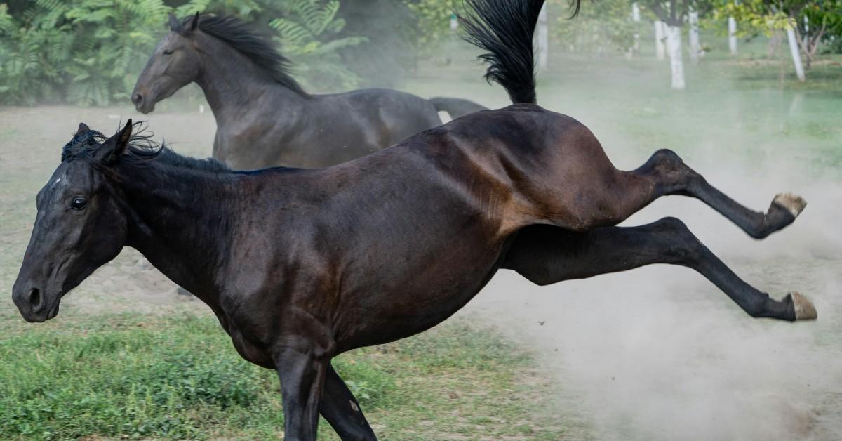 Photo of horses