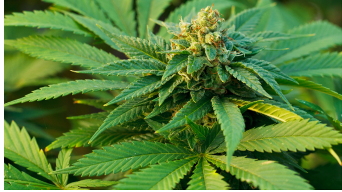 resultvalerie juliet valdez circle inset image templates x px