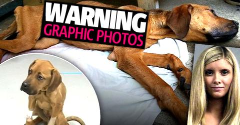 //madeleine cornish mtv allegedly abandoned puppy three weeks ago charges animal cruelty pp sl