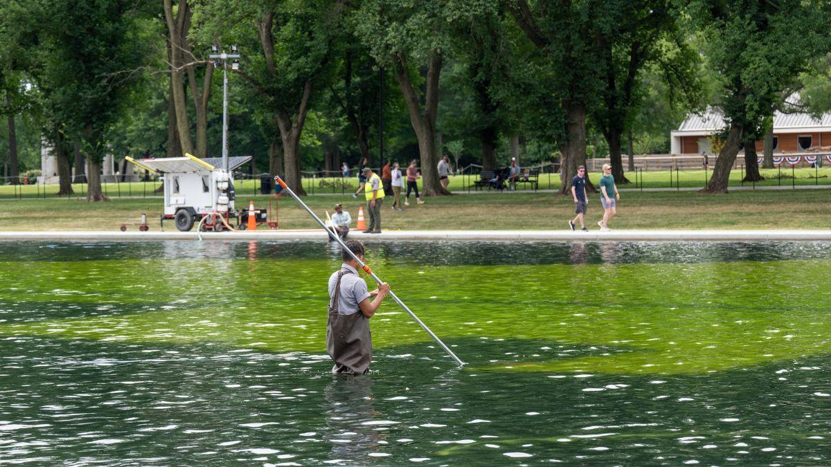 The Lincoln Memorial Reflecting Pool has become overrun with algae since renovations.