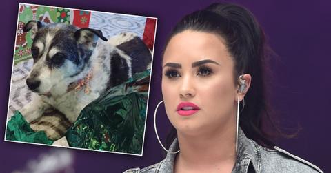 Demi Lovato Closeup Looking Upset With Inset Of Dog Bailey