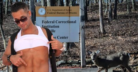 Mike Sorrentino Prison Gay Sex Culture