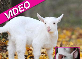 //pig saves goat landov