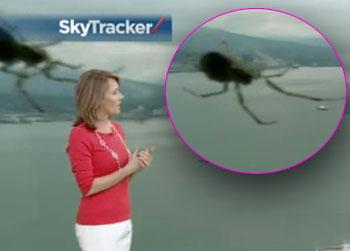 //pp_spiderweatherreport