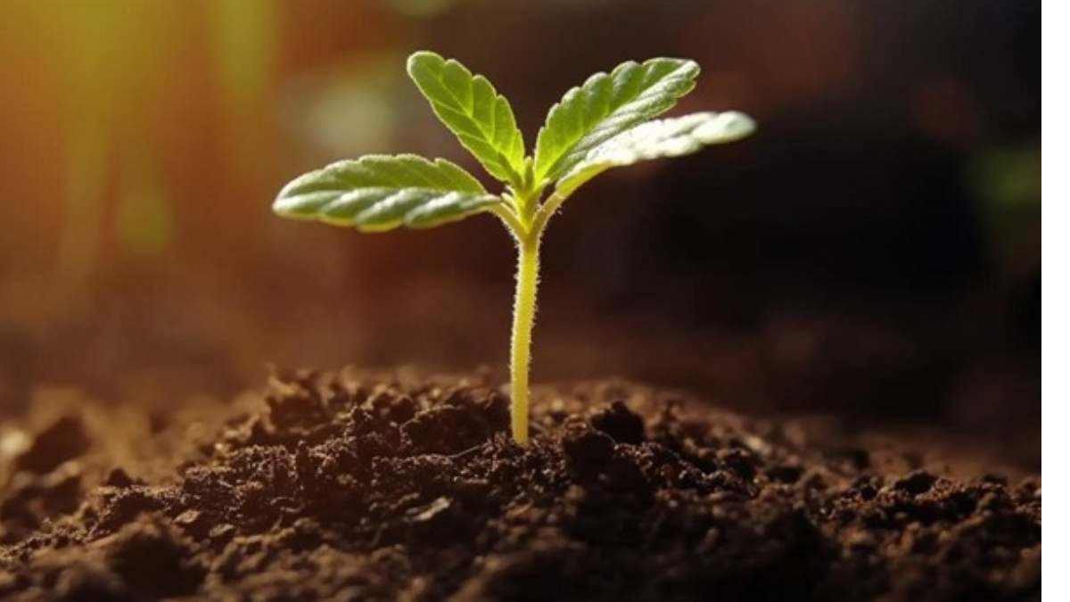 valerie juliet valdez circle inset image templates x px