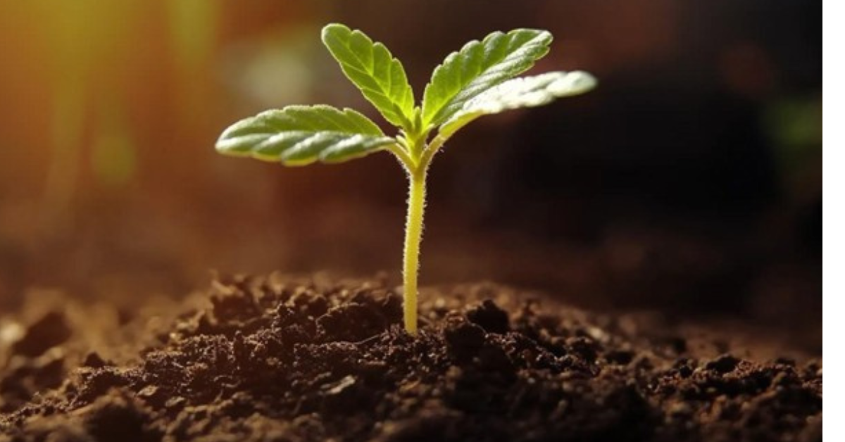 Best Seed Banks in the USA: Top Picks to Buy High Quality Cannabis Seeds