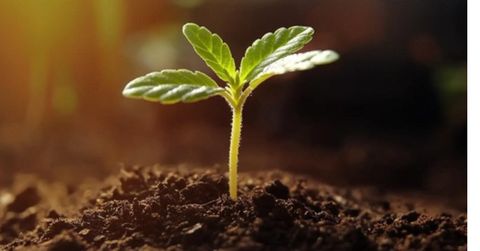 valerie juliet valdez circle inset image templates x px