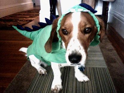 PHOTOS: Radar’s Most Adorable Dog And Cat Halloween Costume Winners