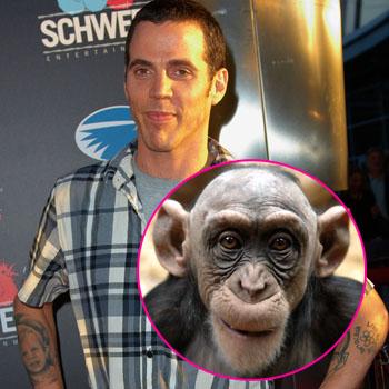 //steve o chimpanzee splash