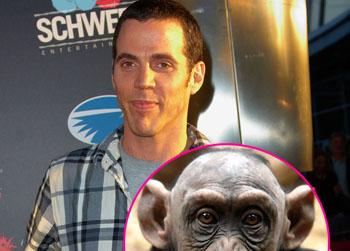 //steve o chimpanzee splash